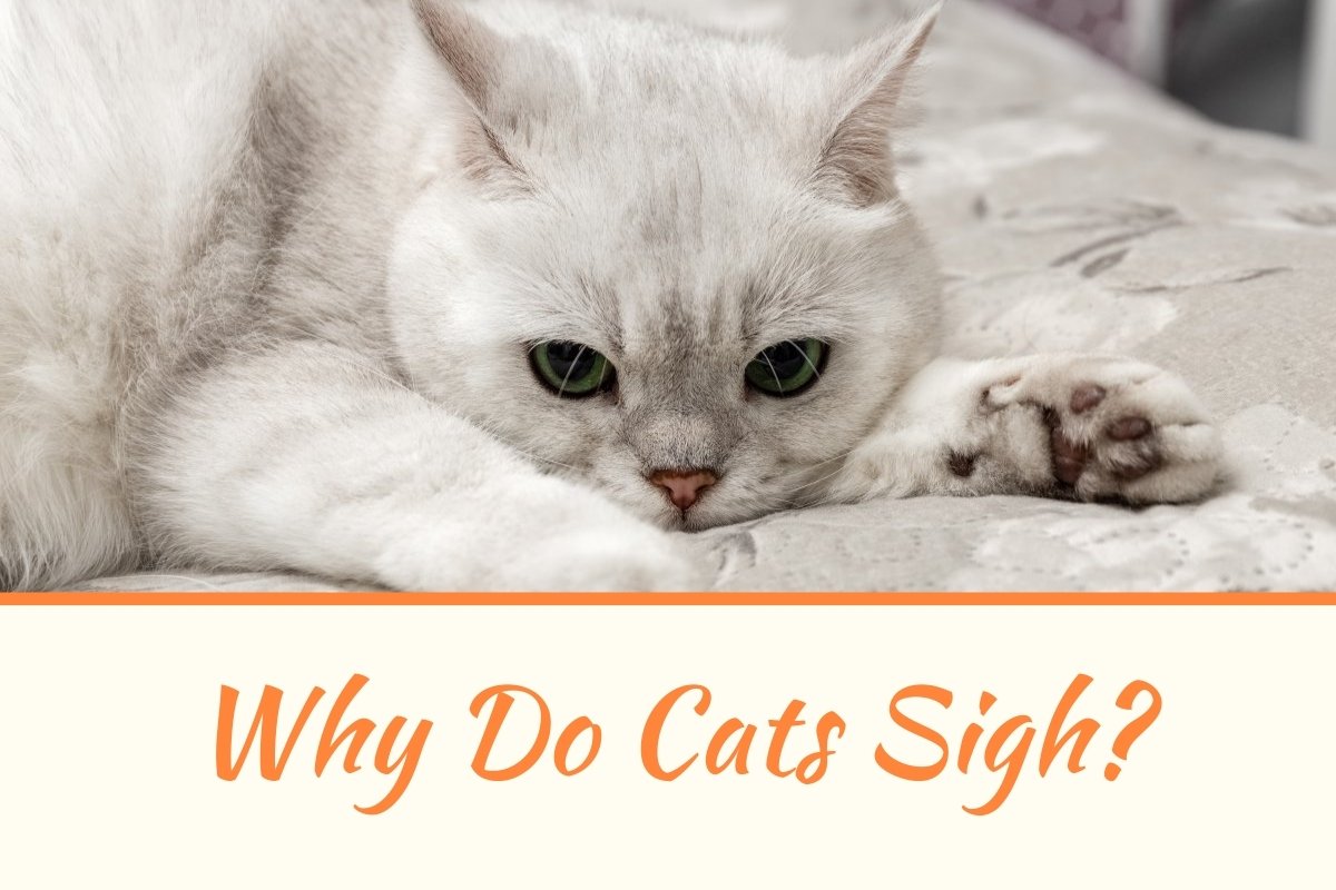 Why Do Cats Sigh?