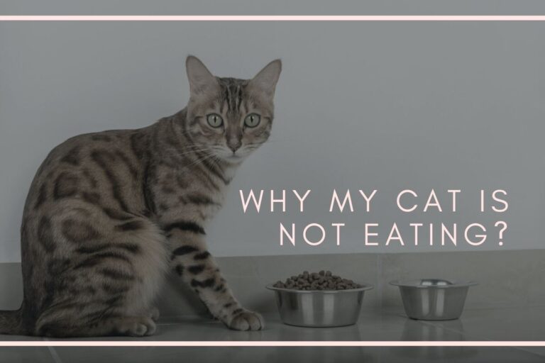 Why My Cat Is Not Eating