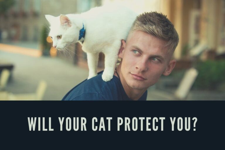 Do Cats Protect Their Owners?