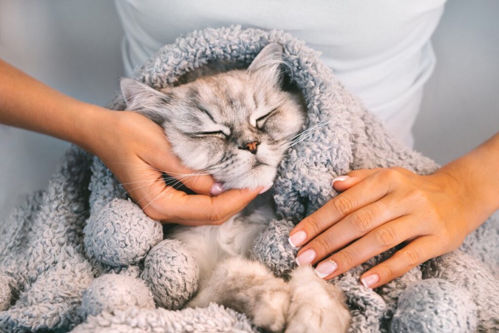 A woman is covering her cat with a thick blanket