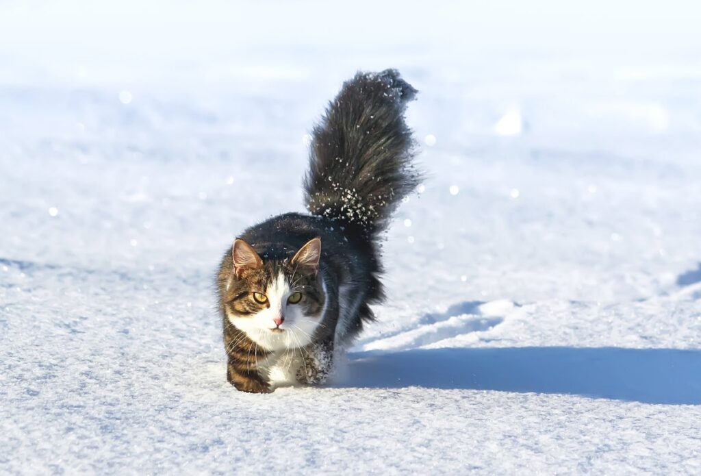 Active cat walking in snow