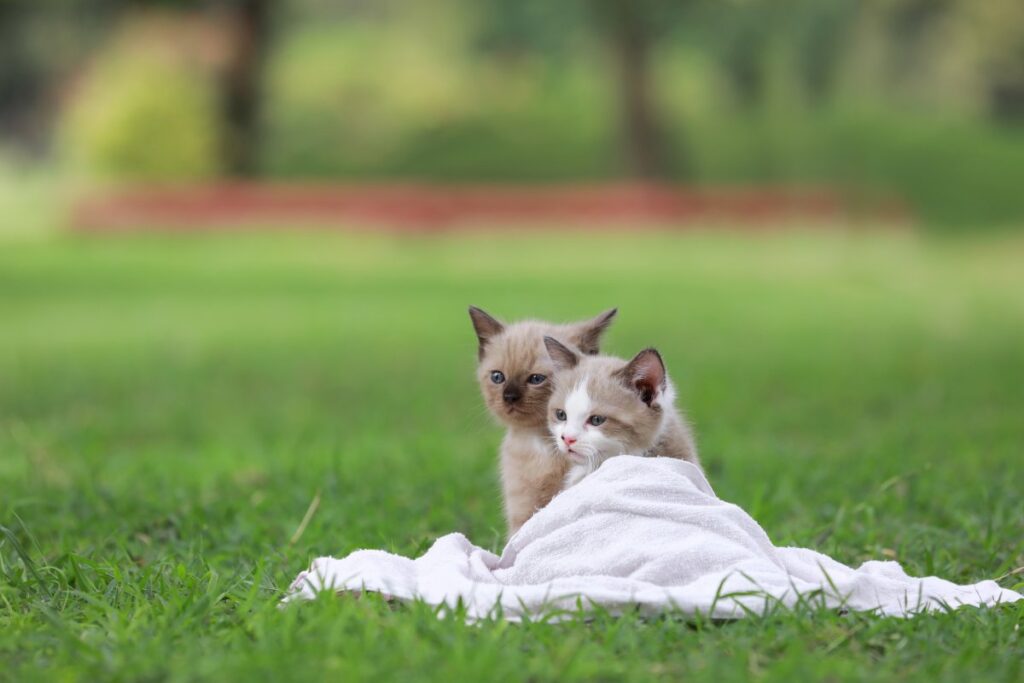 Two adorable kittens are sitting in a green park