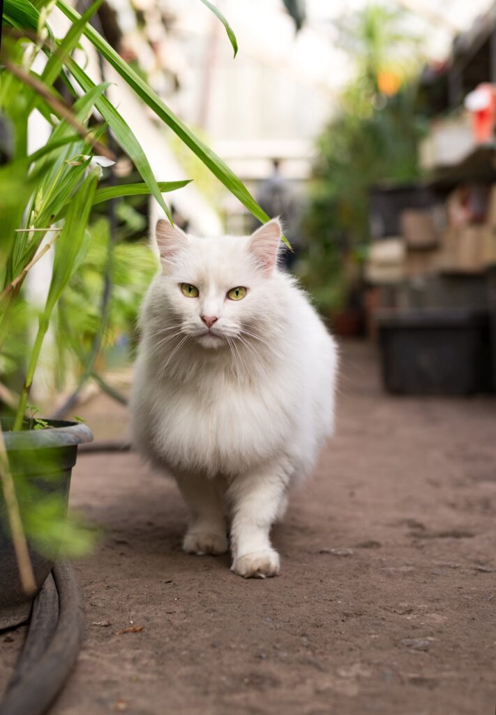 Beautiful white fluffy Turkish Angora cat is walking in a greenhouse