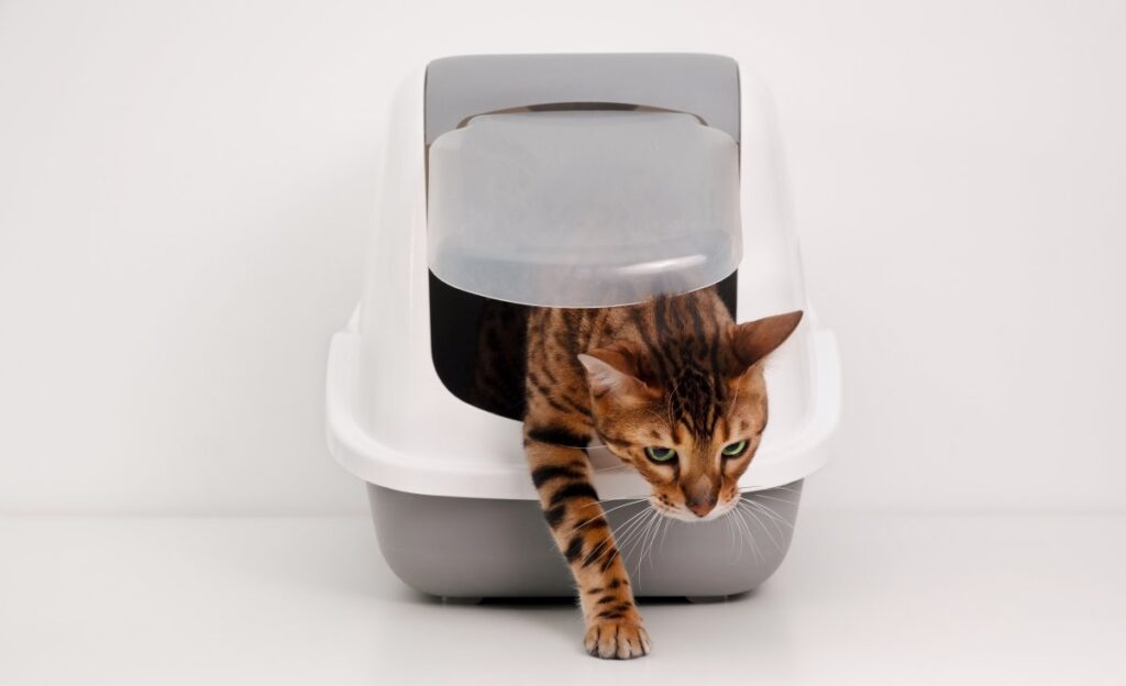 A bengal cat is coming out of a litter box