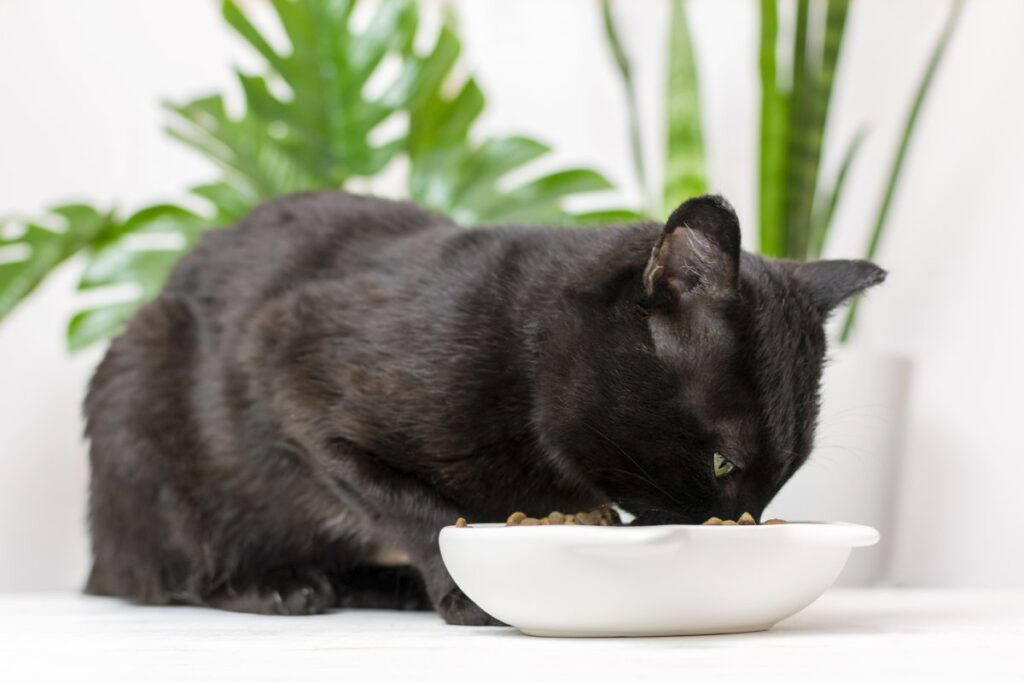 Black cat eating food from bowl