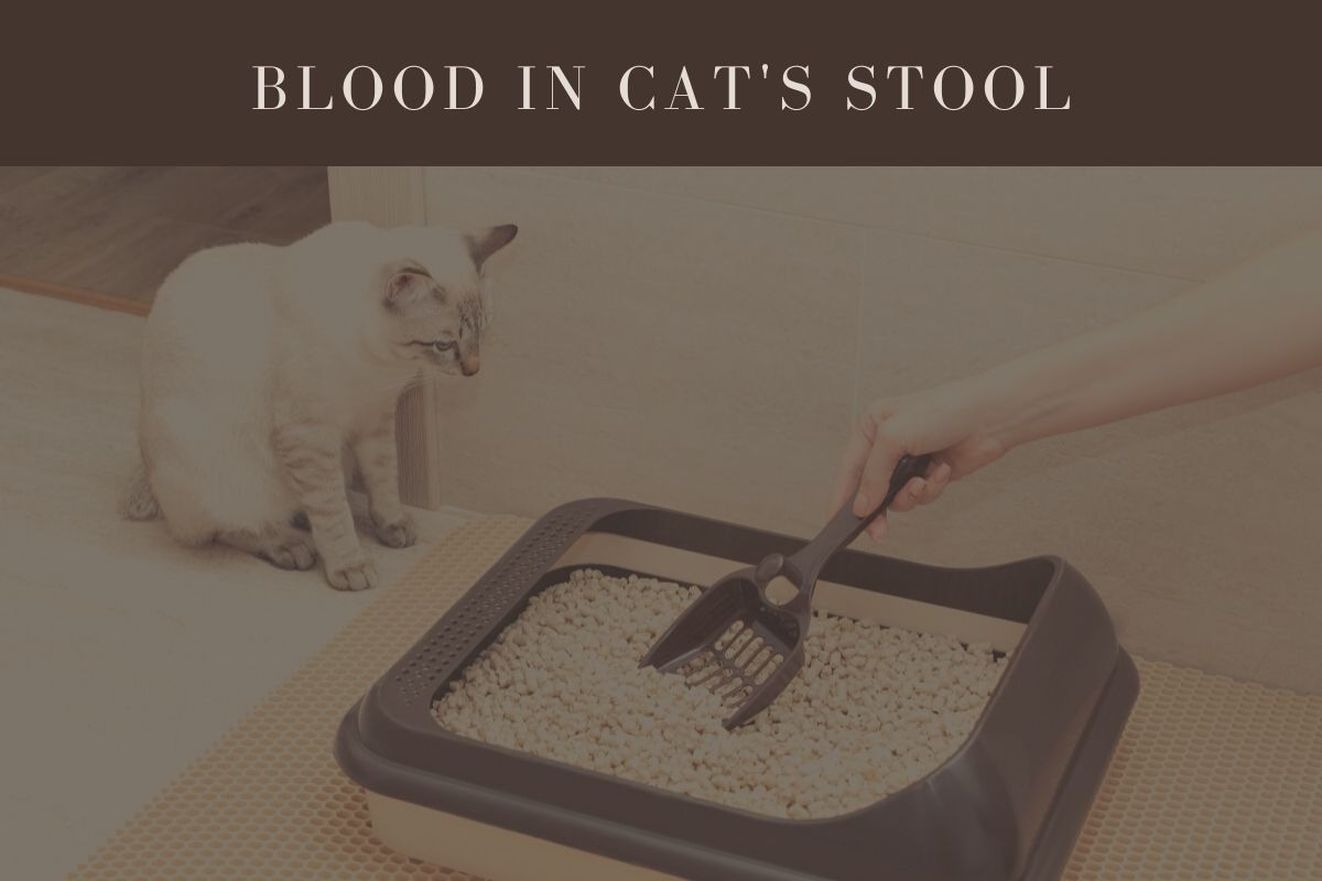 Blood in Cat's Stool