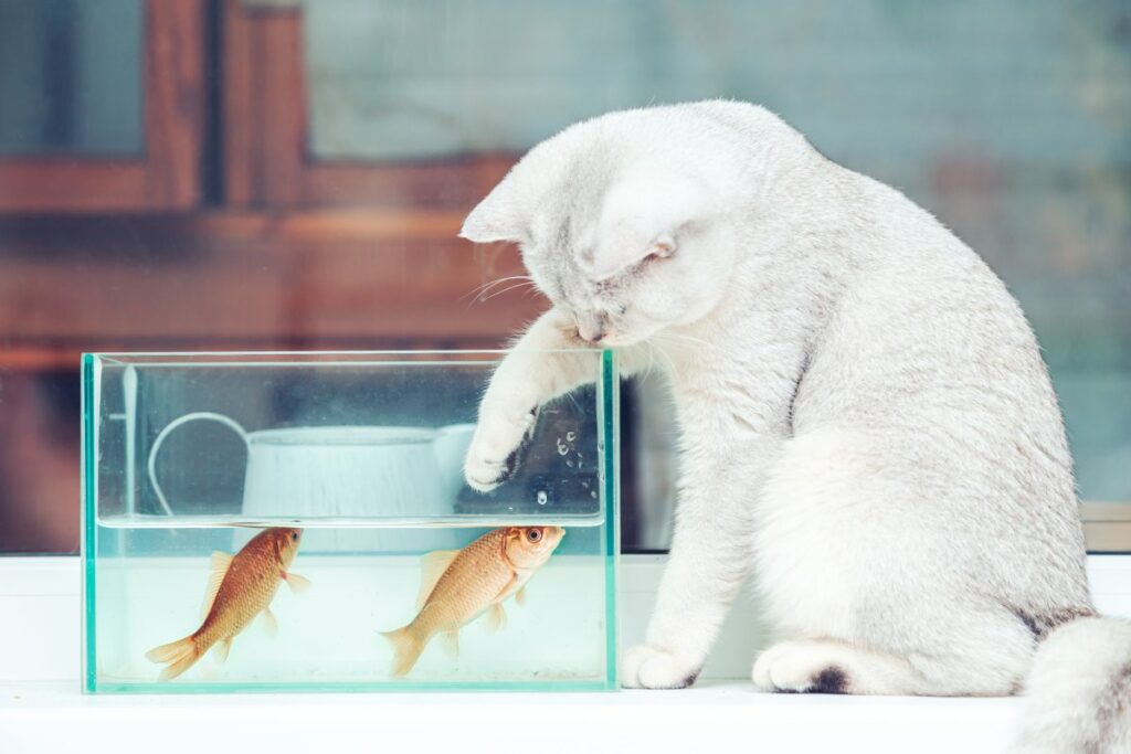 A cat is watching fish in aquarium