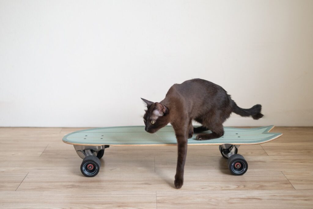 A cat on a skateboard