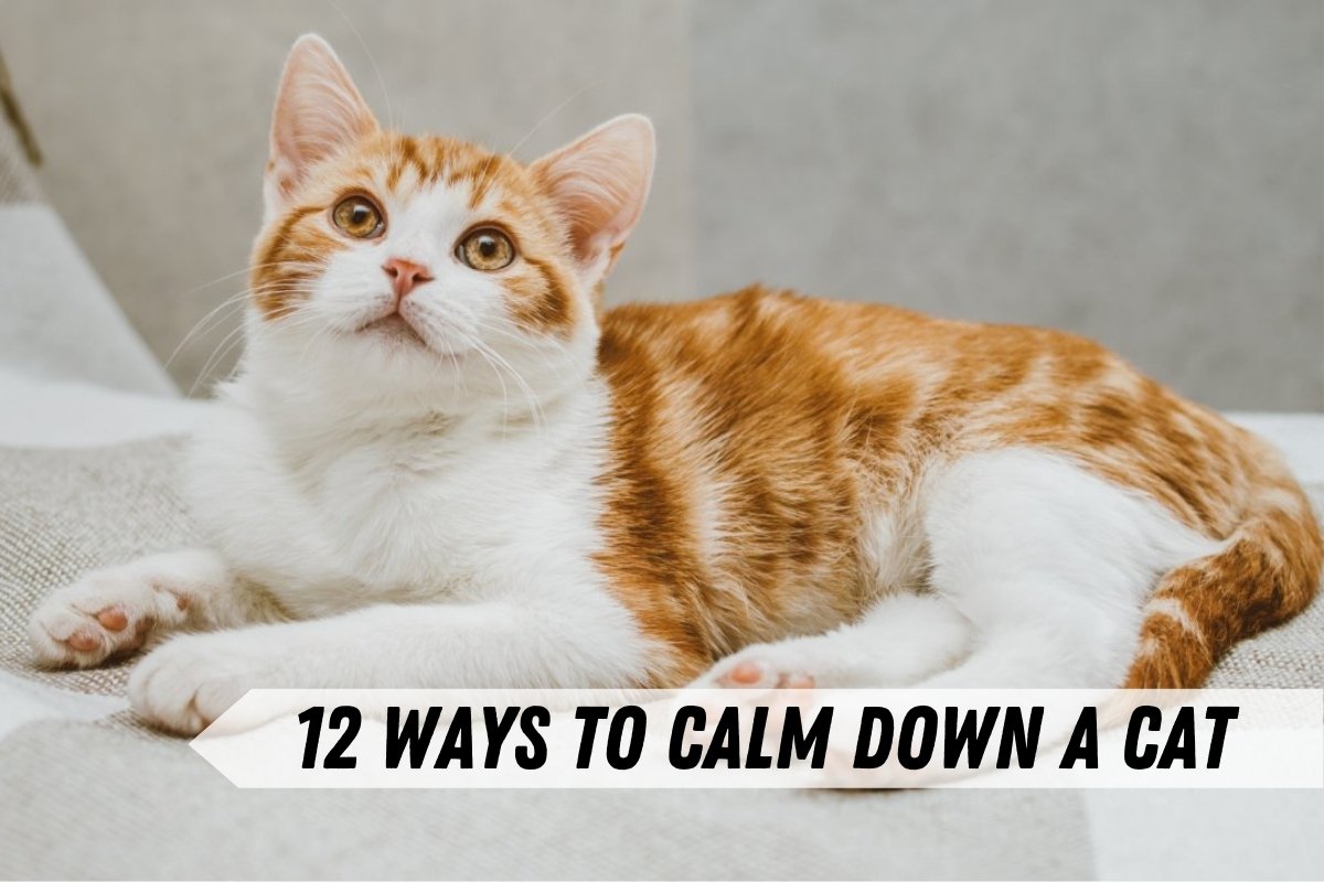 12 Ways to Calm Down a Cat