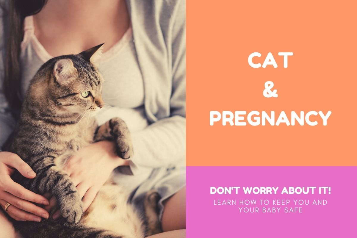 Cat and Pregnancy