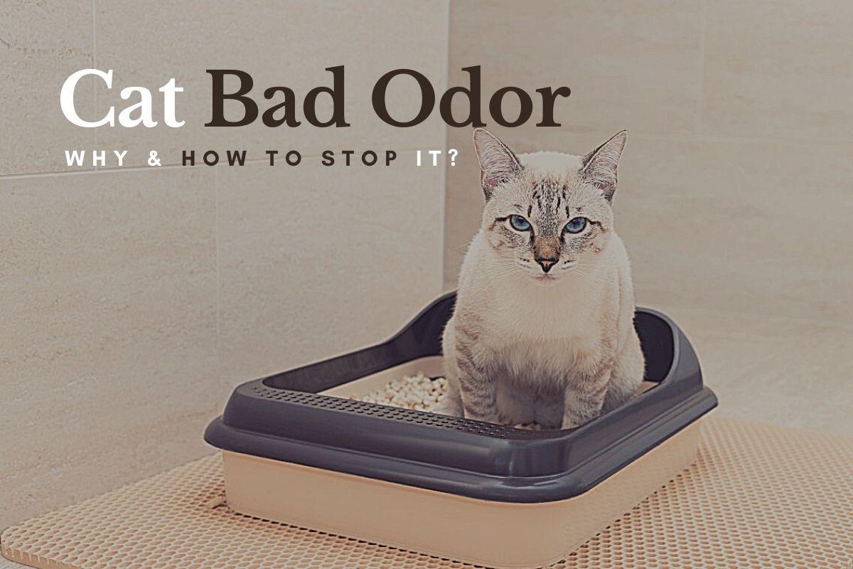 Why Do My Cats Stink? – Ways To Stop Bad Odor