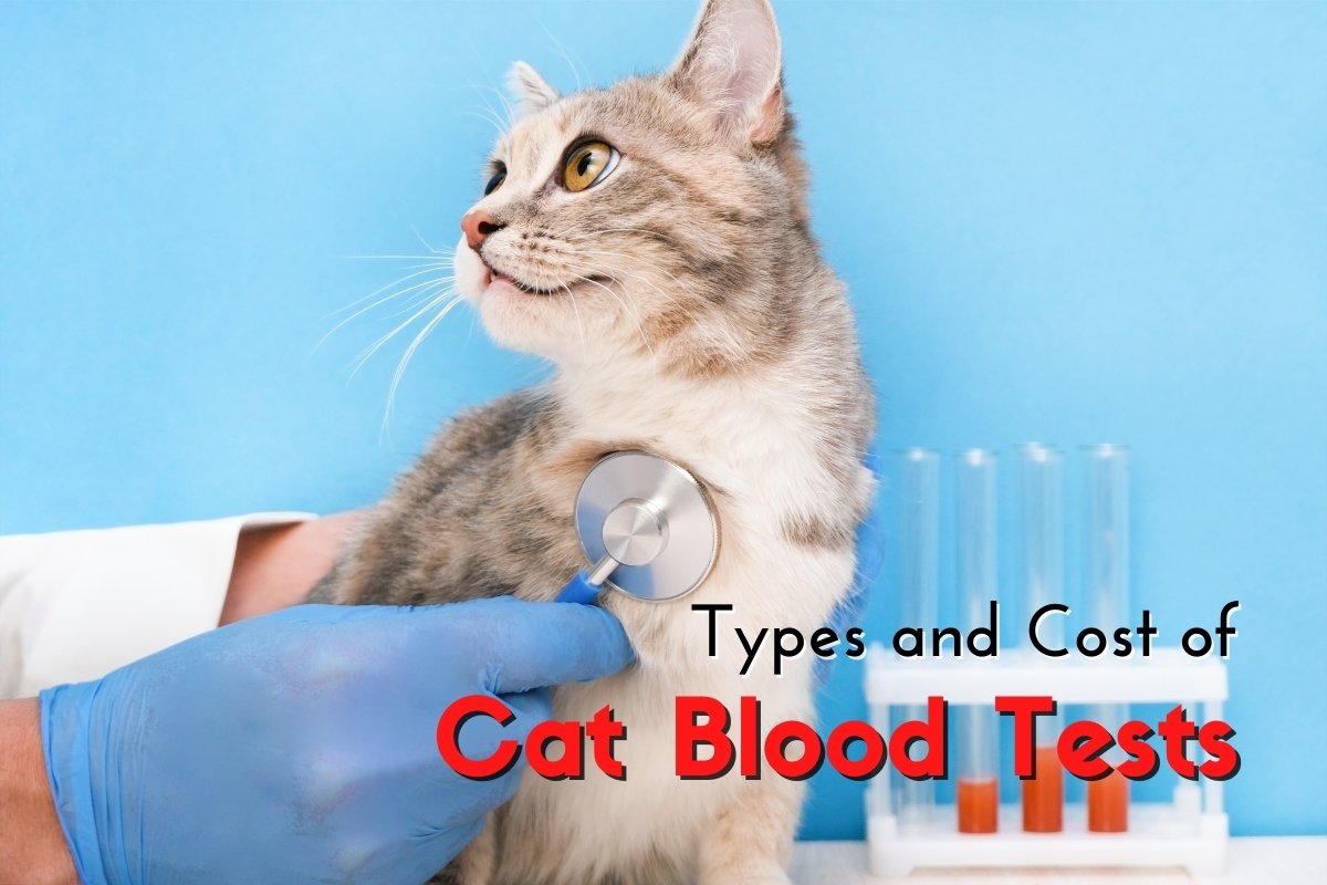 Types and Cost of Cat Blood Tests