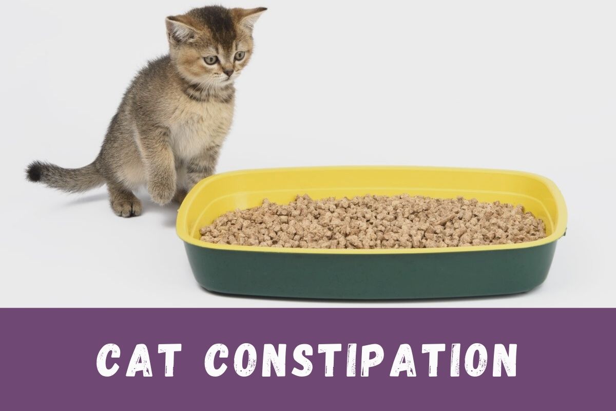 Cat Constipation - How to Help Your Constipated Cat?