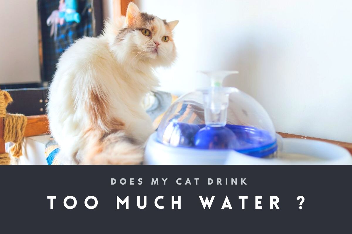 Why My Cat Drinks a Lot of Water?