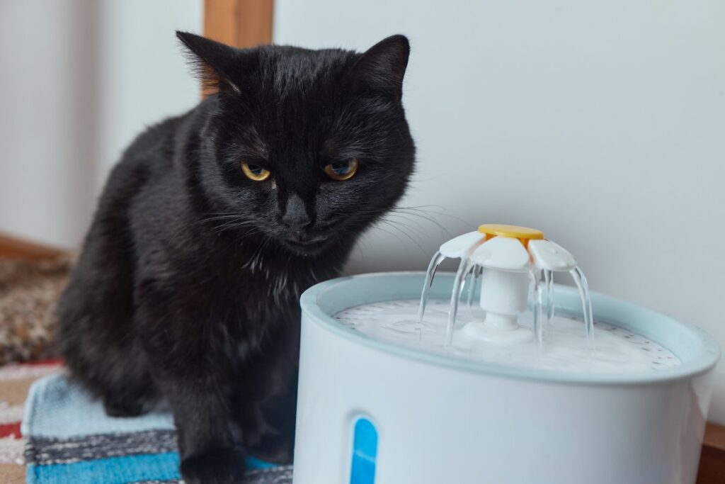 A cat is drinking from an automatic machine