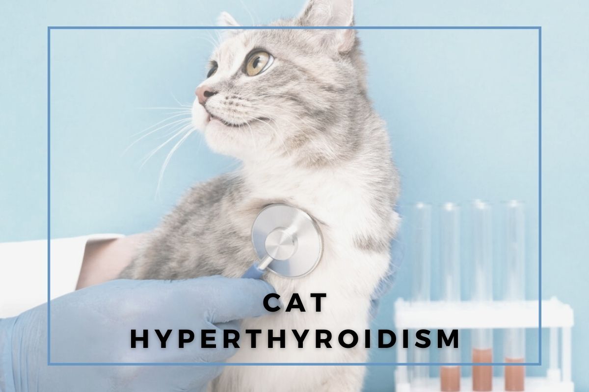 Cat Hyperthyroidism