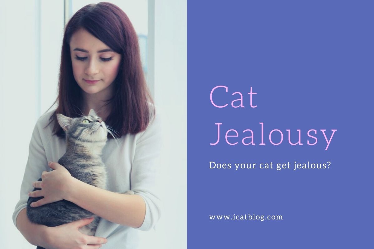 Do Cats Get Jealous?