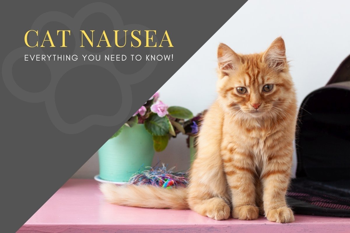 Cat Nausea: Everything You Need to Know