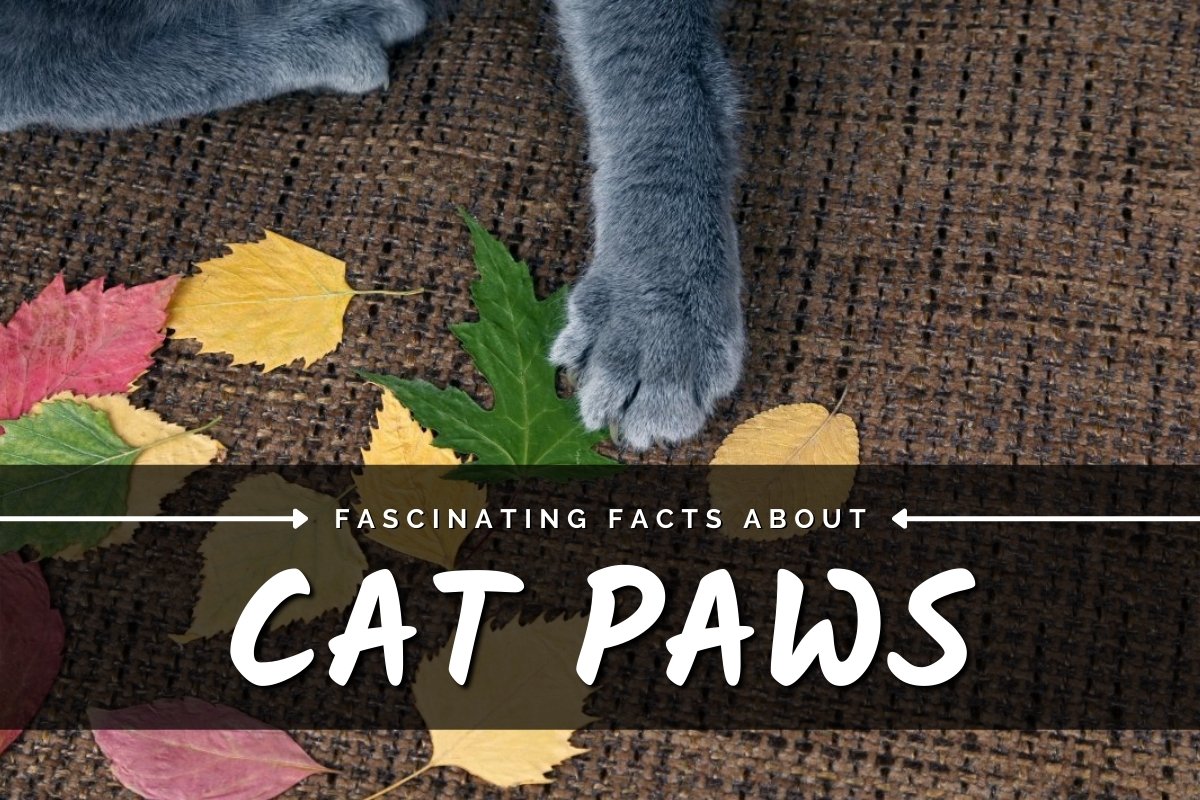 Fascinating Facts About Your Cat's Paws