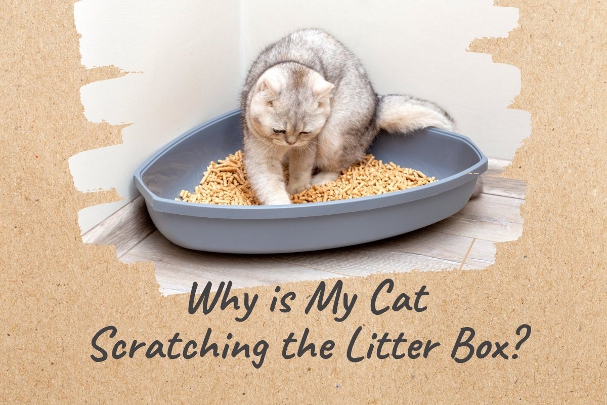 Why Do Cats Scratch Their Litter Box?
