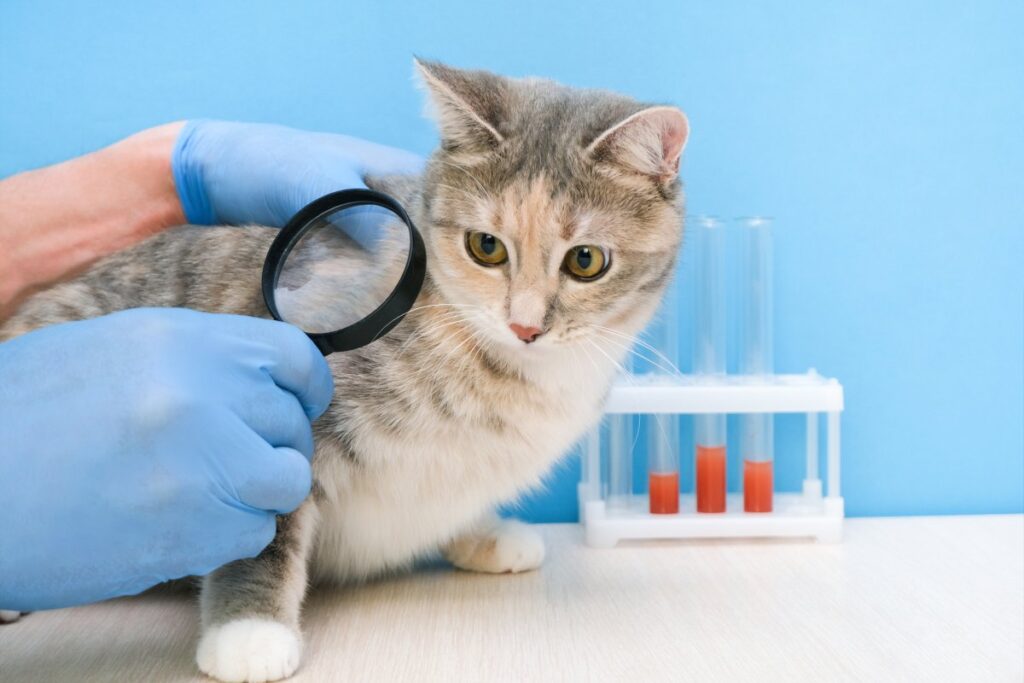 A vet is examining cat's fur