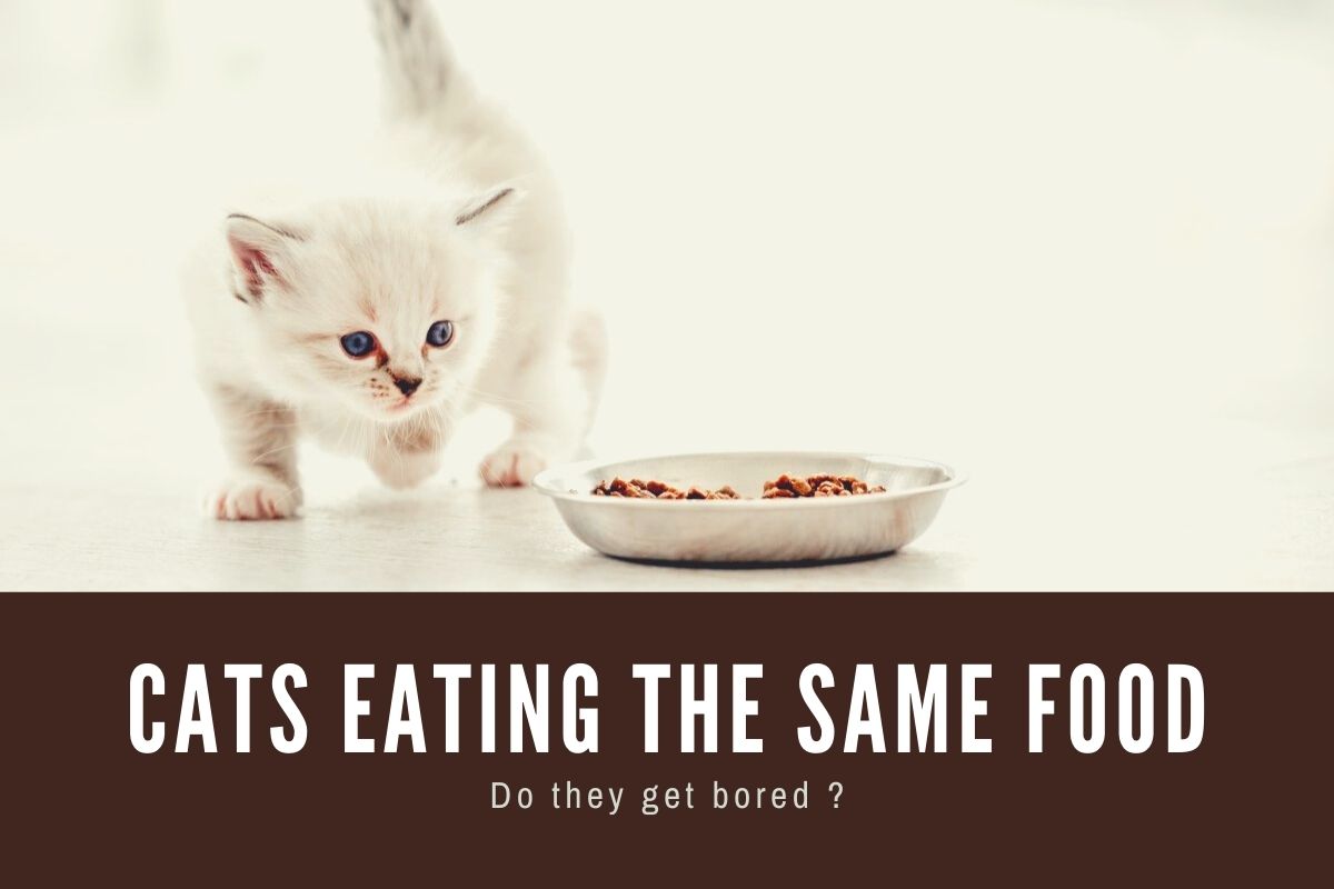 Do Cats Get Bored Of Eating The Same Food?