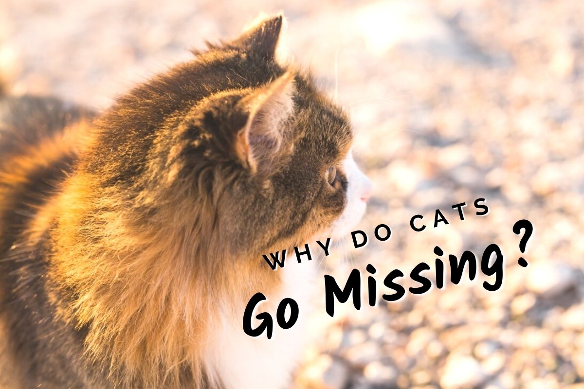 Why Do Cats Go Missing?