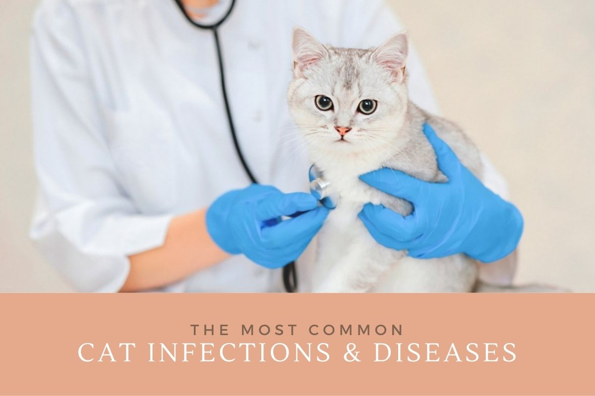 Common Cat Infections and Diseases