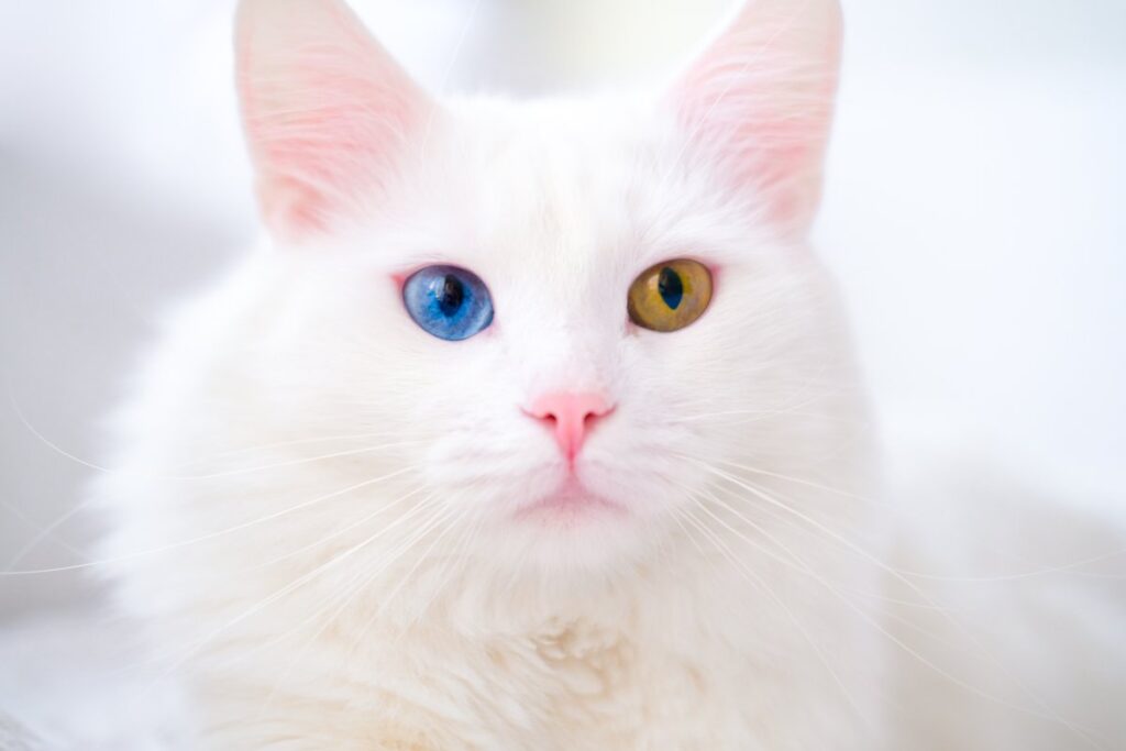 Cute Turkish Angora cat