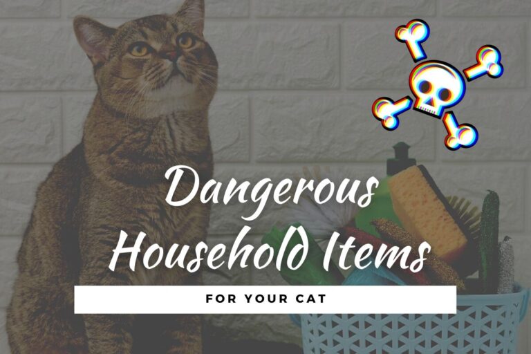 Dangerous Household Items for Cats