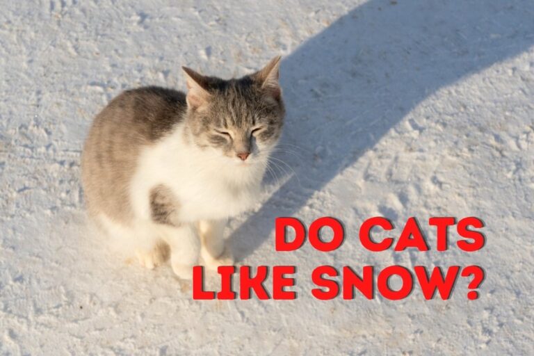 Do Cats Like Snow?