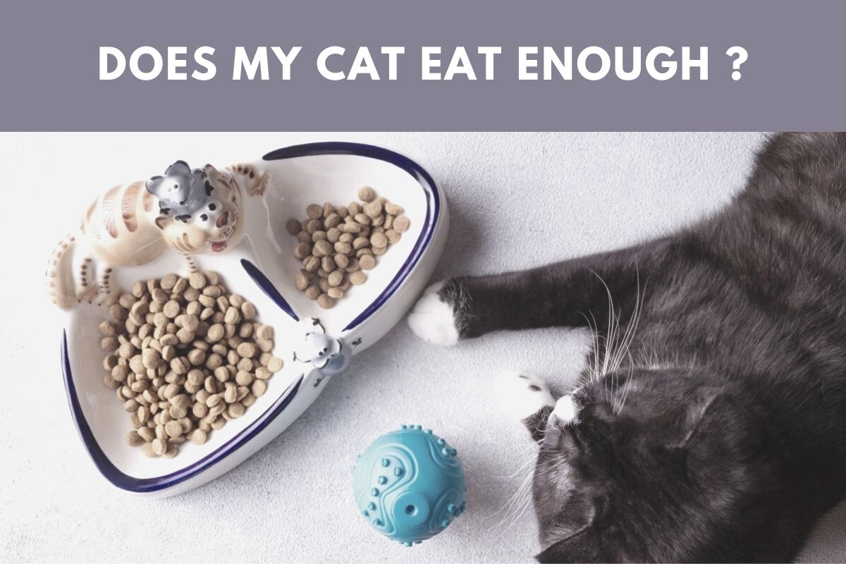 How Do I Know If My Cat Is Eating Enough