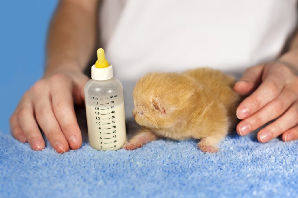 A cat owner feeds a kitten with milk replacer