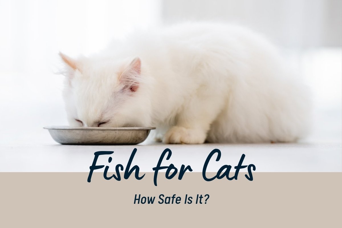 Fish for Cats: How Safe Is It?