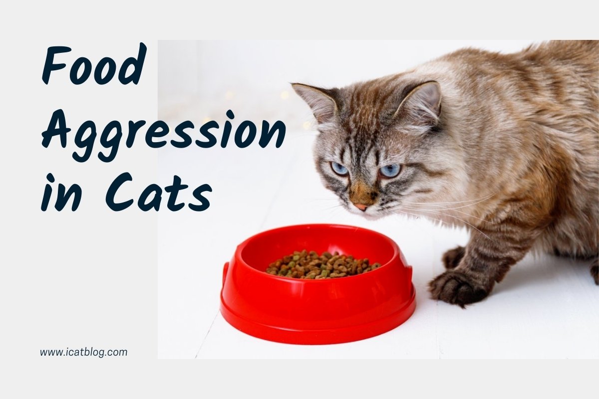 Food Aggression in Cats