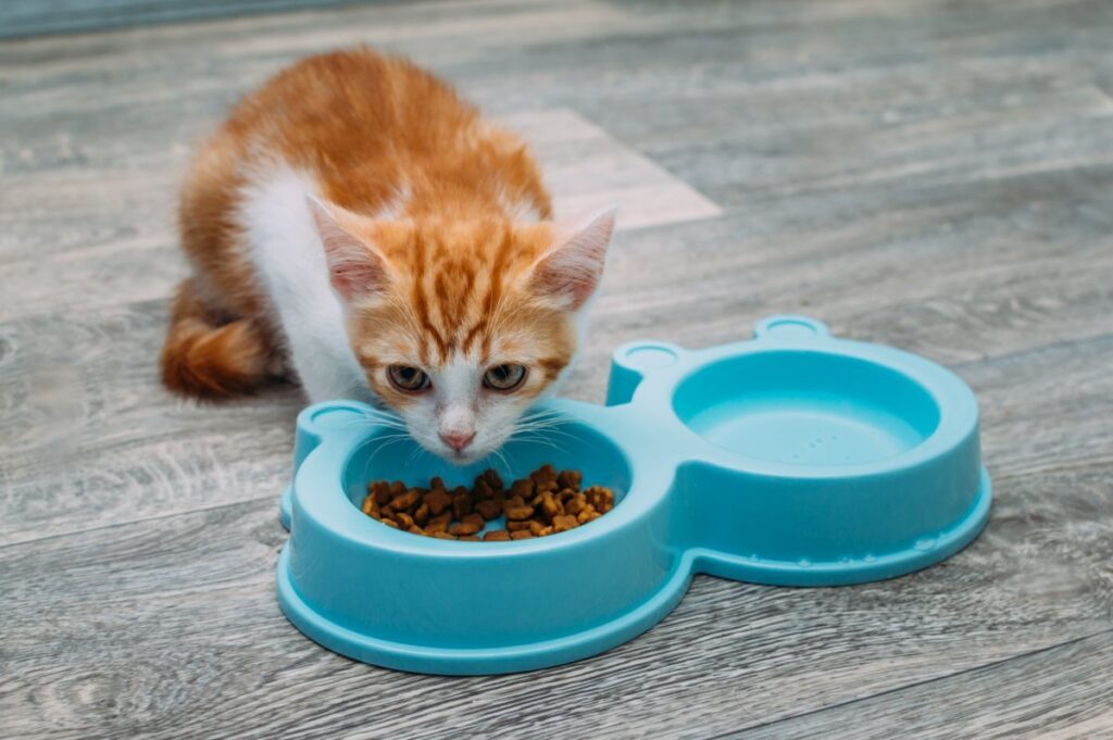 A kitten is eating and drinking from a fancy blue bowl