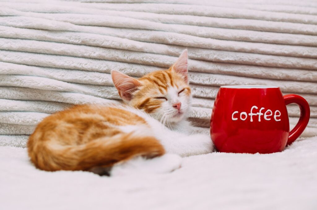 Ginger sleeping kitten next to a large red mug of coffee