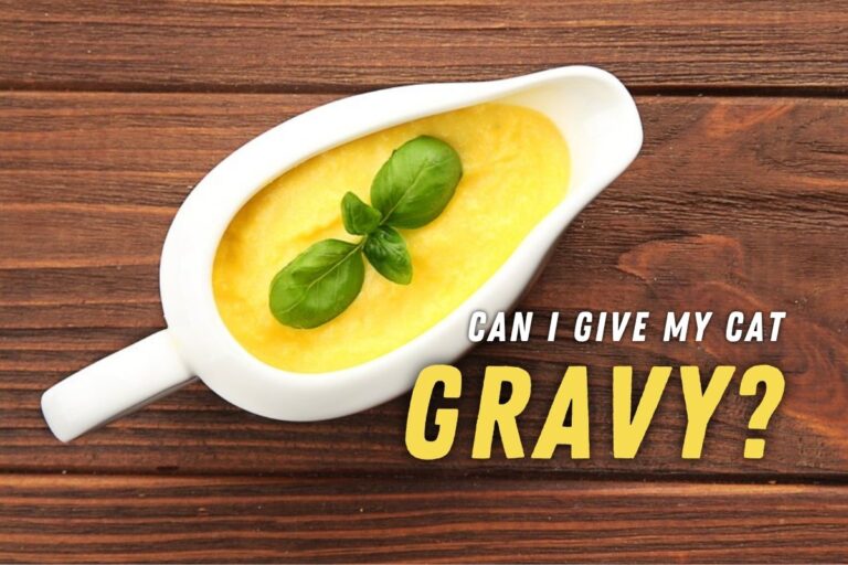 Can I Give My Cat Gravy?
