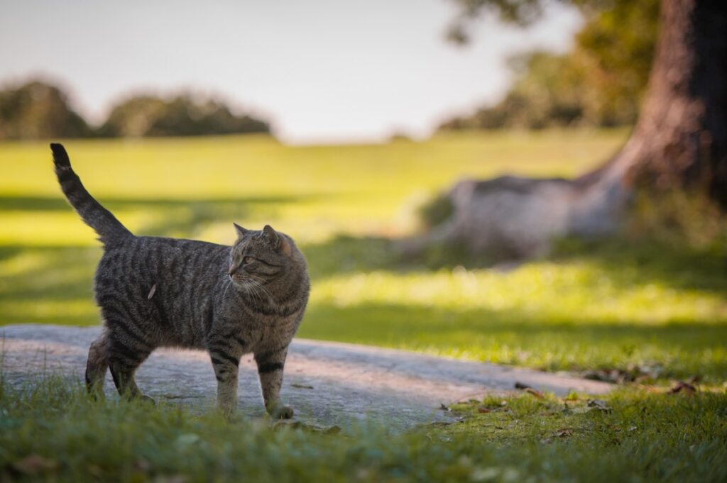A grey striped cat walks in a field