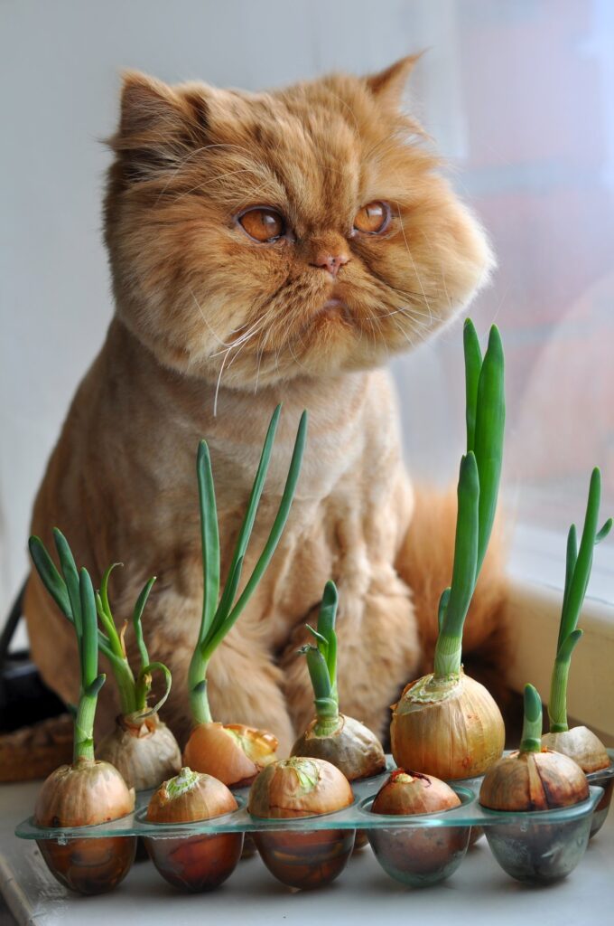 A red Persian cat is sitting near onions