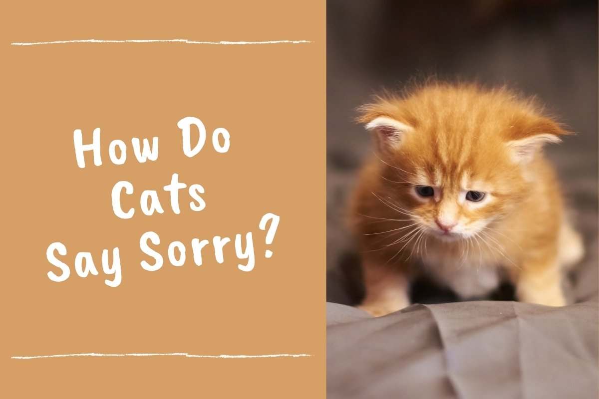How Do Cats Say Sorry?