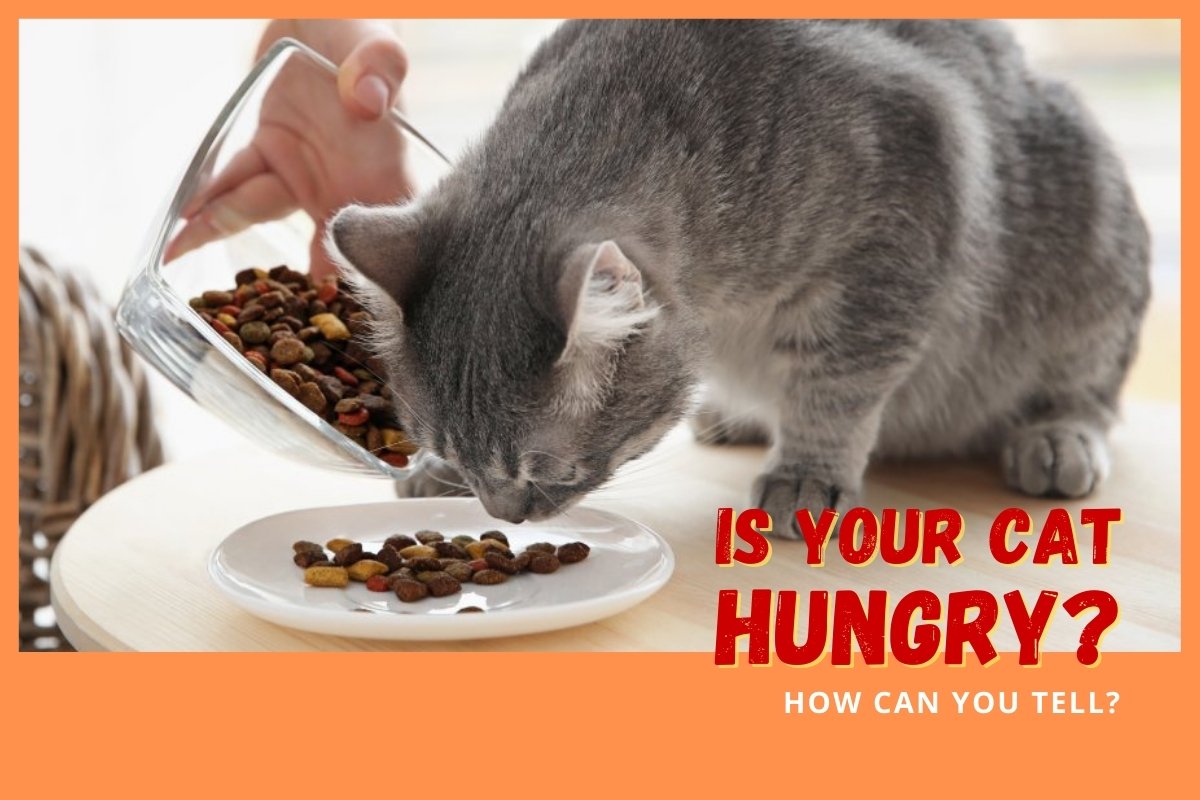 Is Your Cat Hungry?