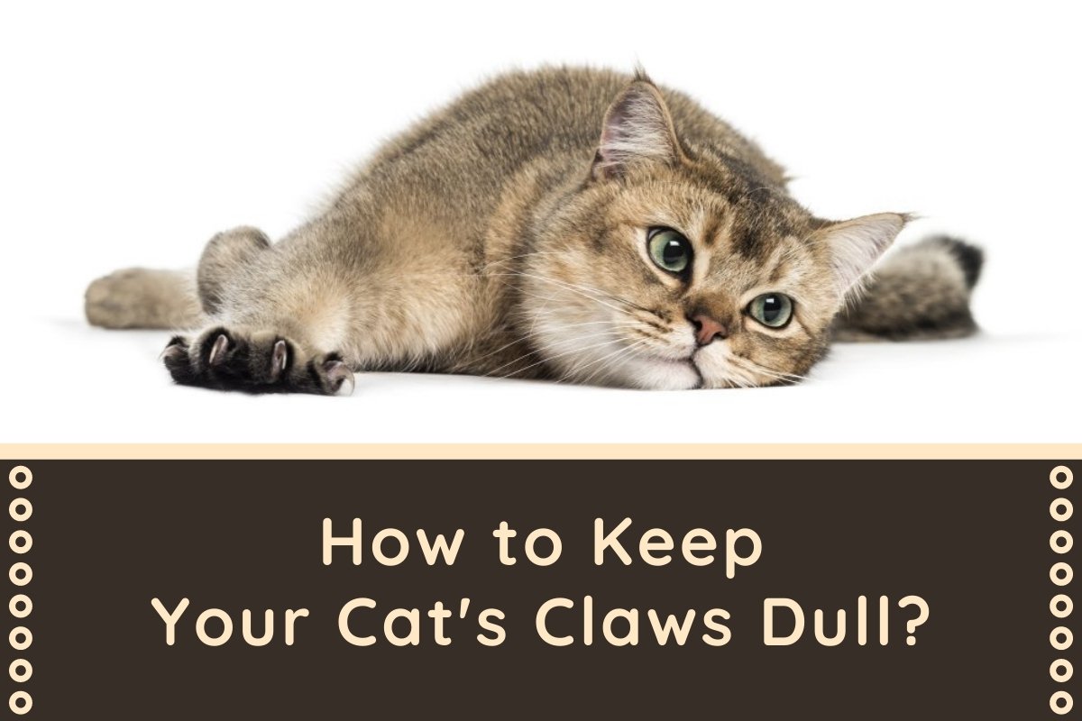 How to Keep Your Cat's Claws Dull?