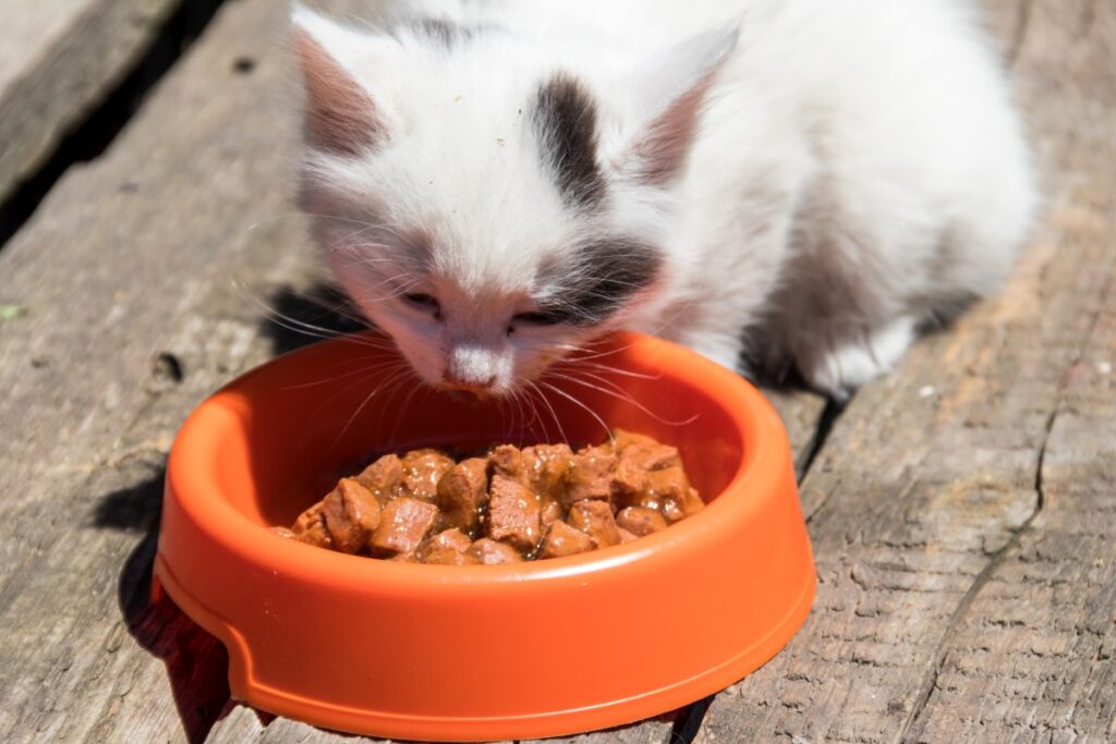 A cute kitten is eating wet cat food