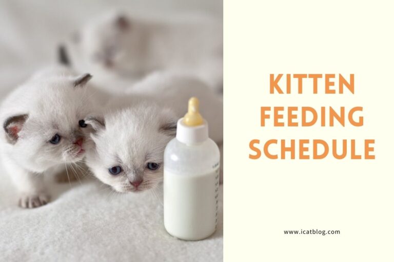 Kitten Feeding Schedule