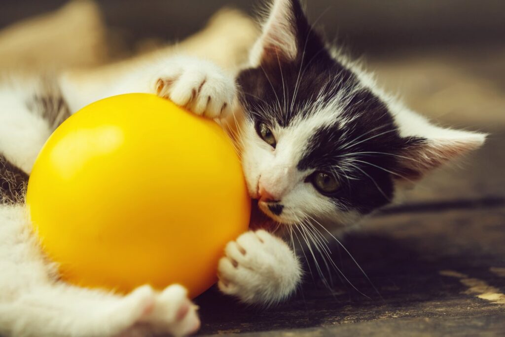 Kitten playing with yellow ball