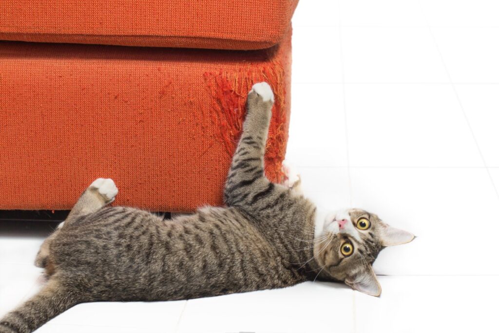 A cat is scratching fabric sofa
