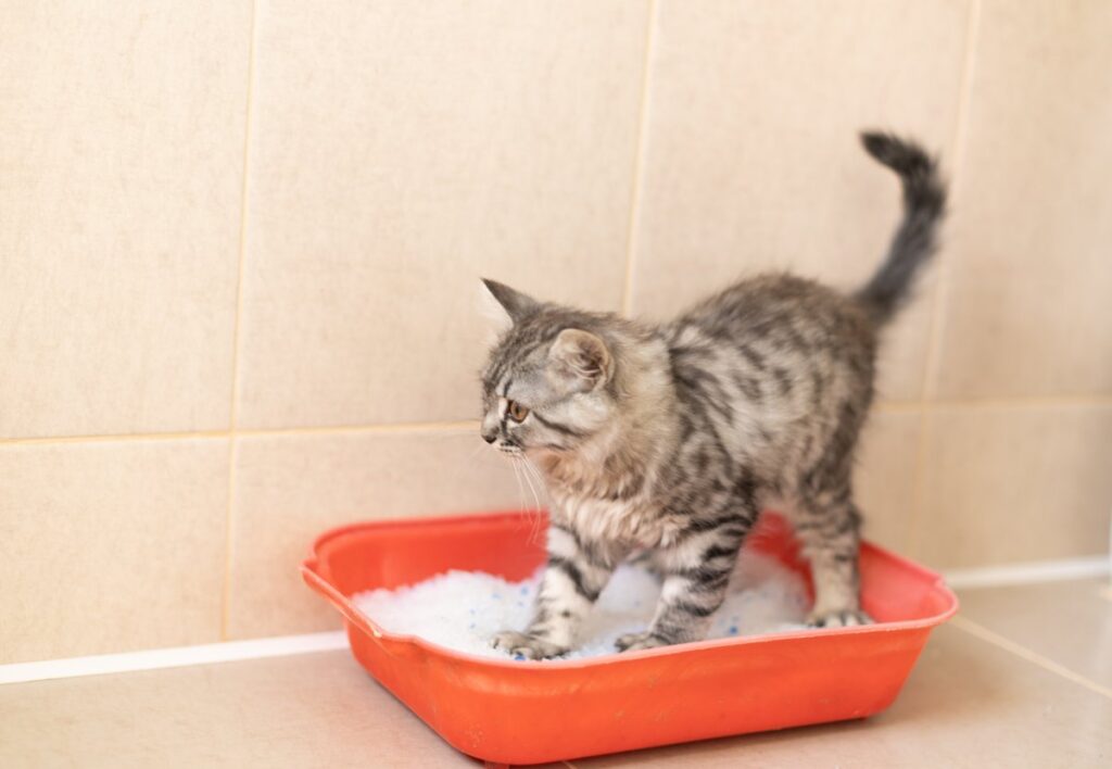 Kitten using litter box in the bathroom