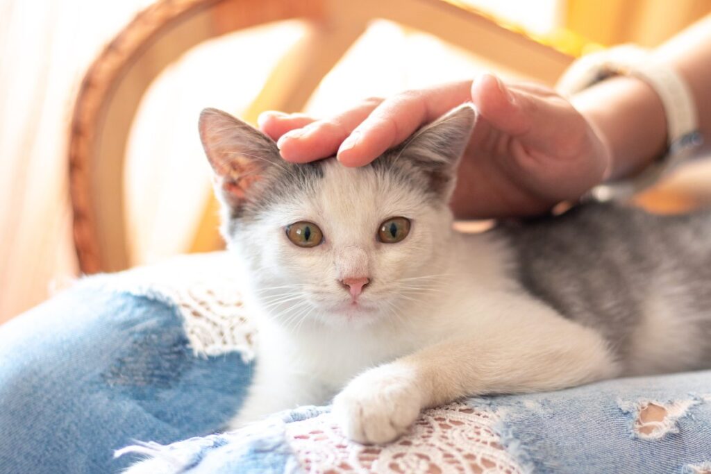 Kitten sitting on its owner's lap