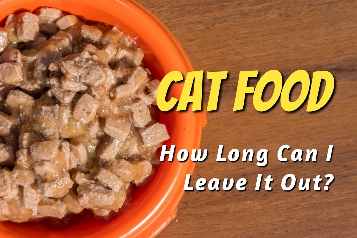 How Long Can I Leave Cat Food Out?